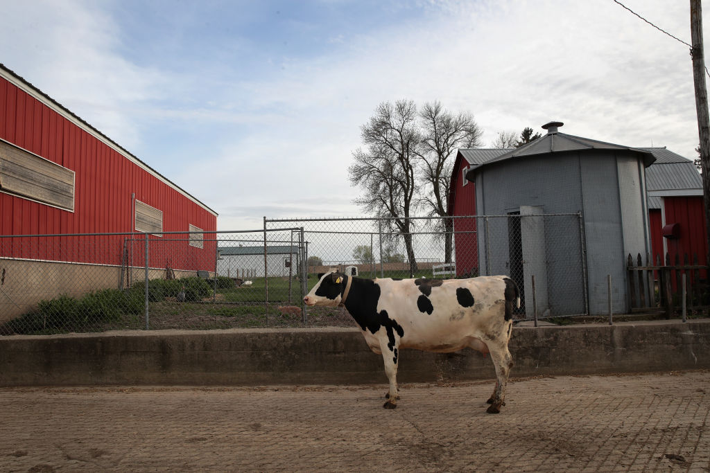 CAMBRIDGE, WI - APRIL 25: A cow walks toward a barn for milking on Hinchley's Dairy Farm on April 25, 2017 near Cambridge, Wisconsin. President Donald Trump today tweeted "Canada has made business for our dairy farmers in Wisconsin and other border states very difficult. We will not stand for this." 