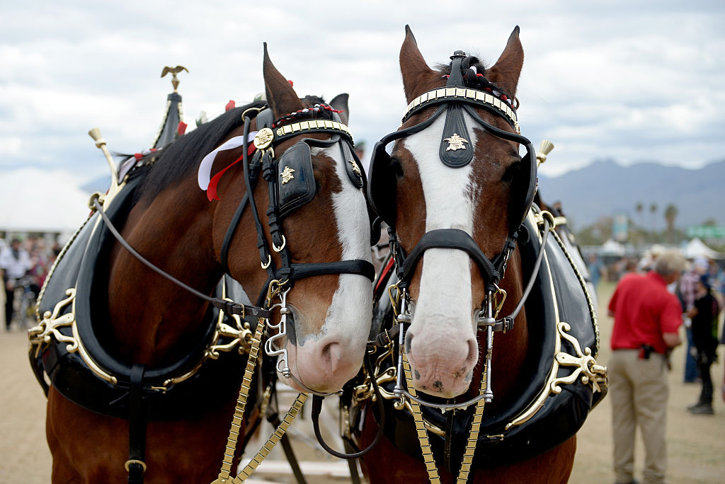 Budweiser Clydesdale horses are seen during 2016 Stagecoach California's Country Music Festival at Empire Polo Club on April 30, 2016 in Indio, California